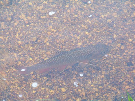 Jizerka 6
