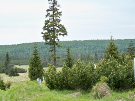 Jizerka 6