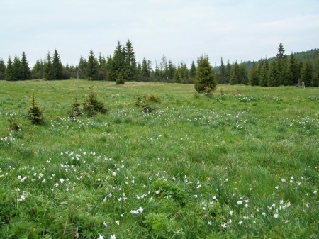 Jizerka 6