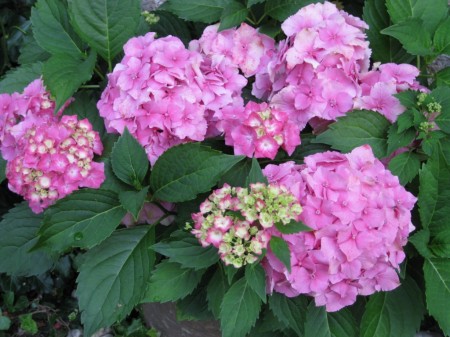 hortensie