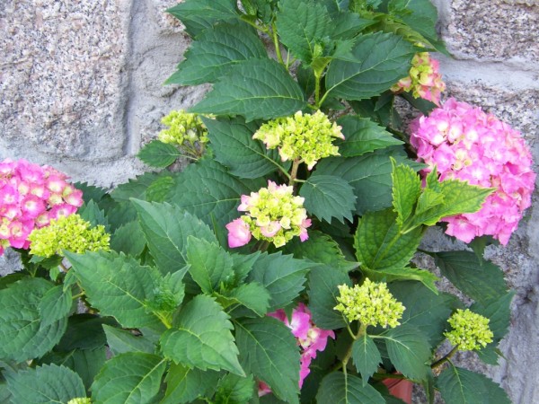 hortensie
