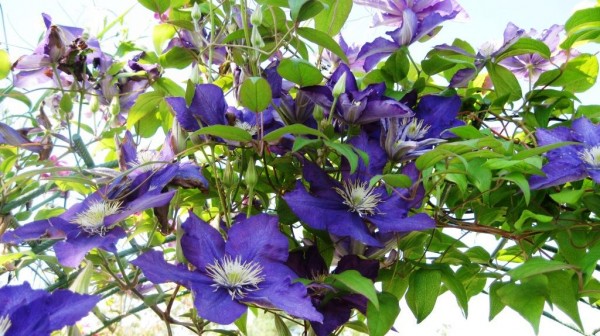 klematis