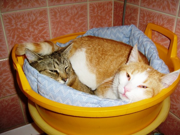 koi siesta