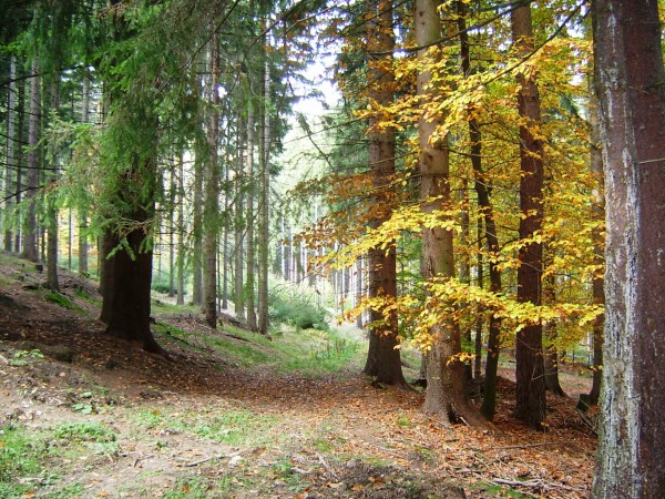 lesn kldek