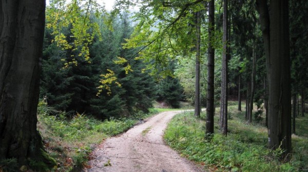 lesn cesta 2