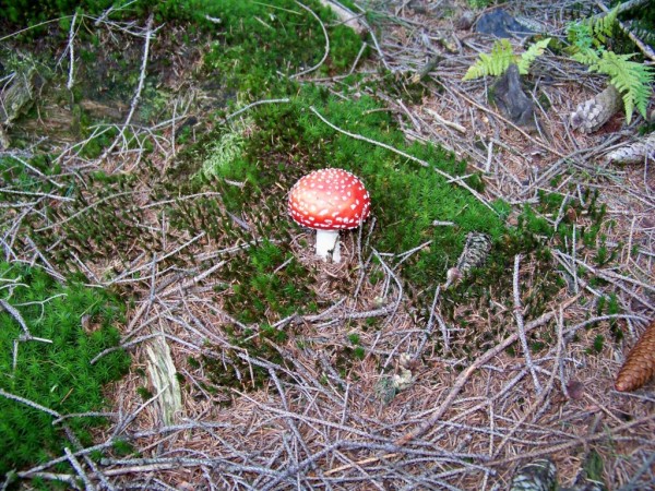 muchomrka erven