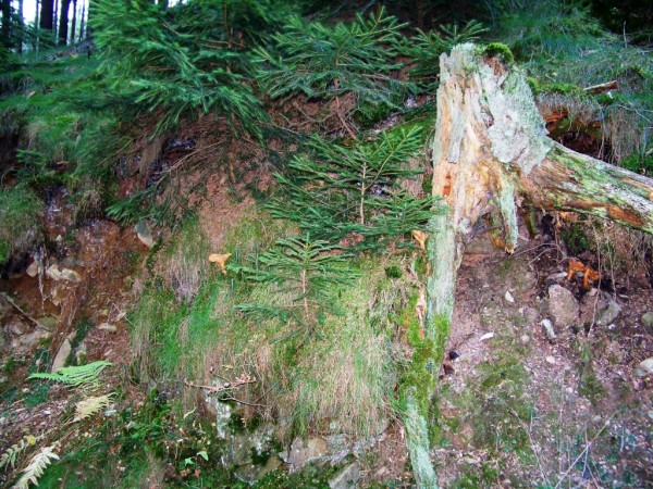 kolobh