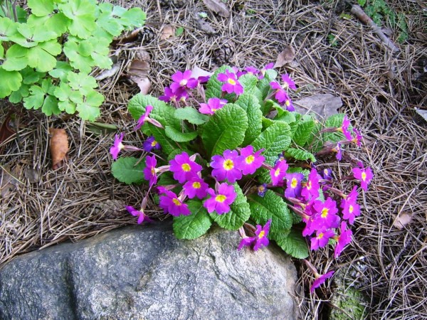 petrkl