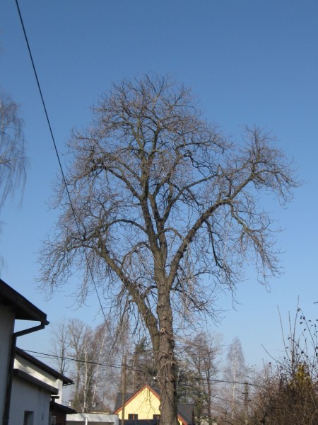 katan