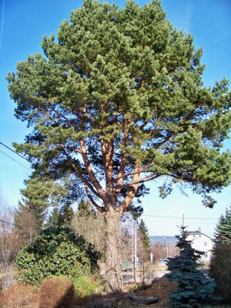 moje borovice