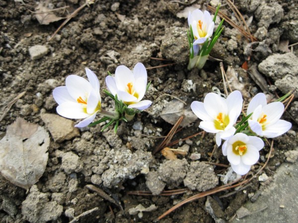 krokusy obr