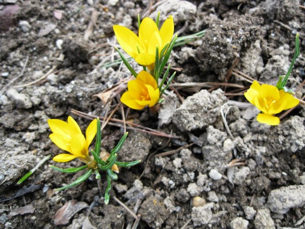 krokusy obr