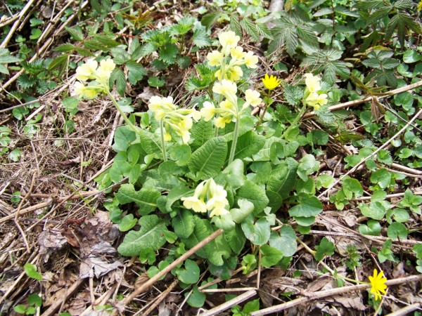 petrkl