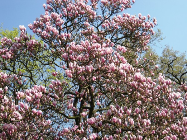 ndhern magnolie