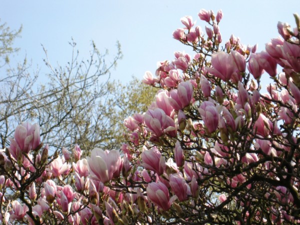 magnolie obr