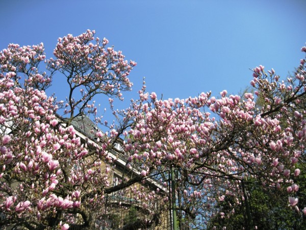 magnolie obr