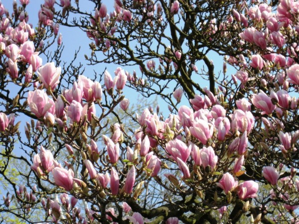 magnolie obr
