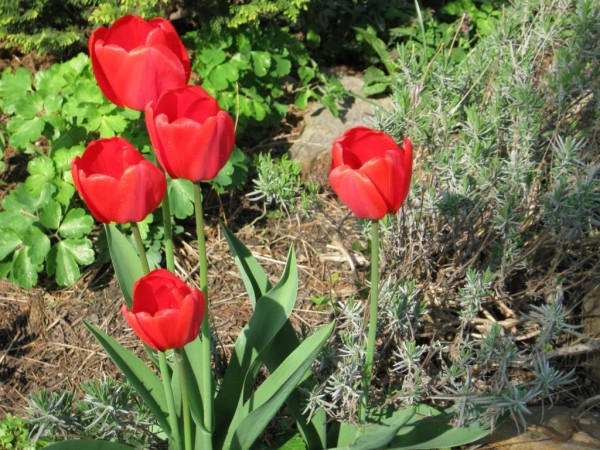tulipny