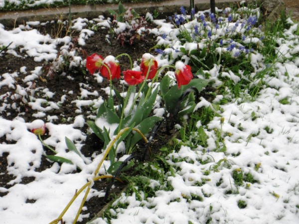 tulipnky