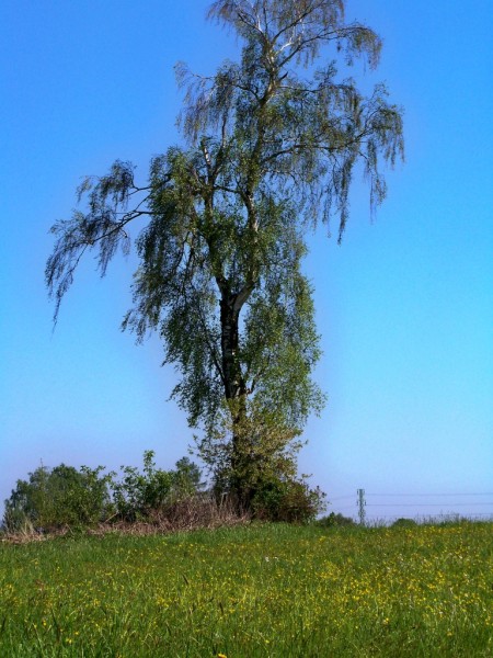 bza