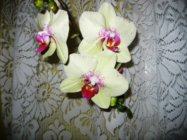 orchidej
