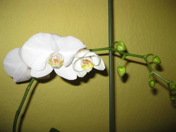 bl orchidej