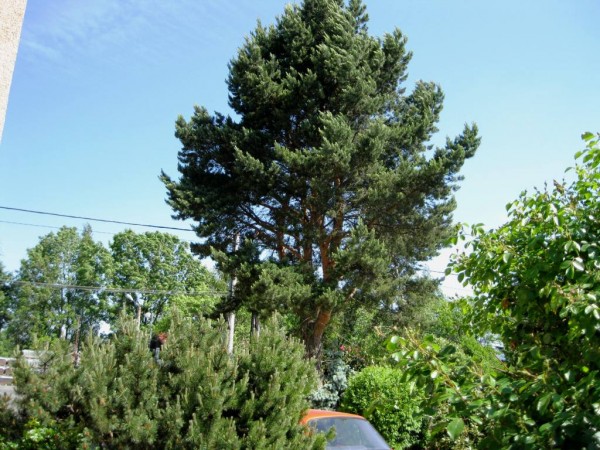 borovice