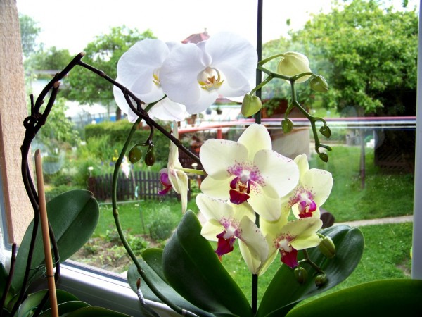 orchideje