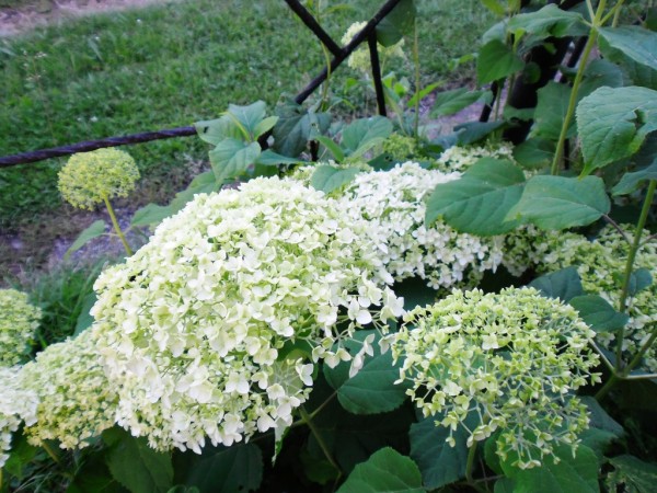hortensie