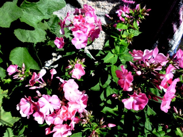 floxy