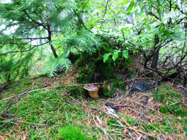 podhbek 2