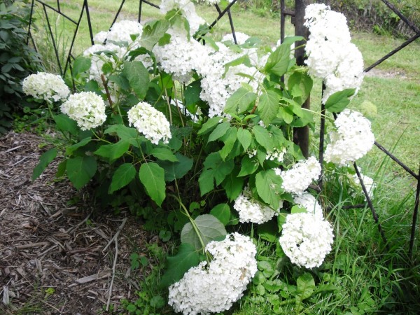 bl hortensie
