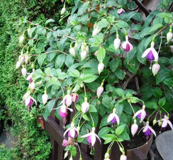 fuchsie