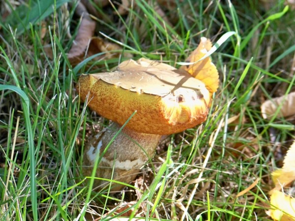 pod lpou