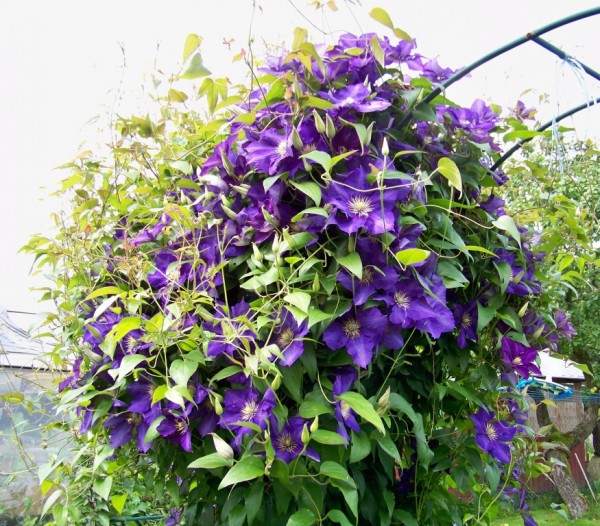 klematis Jari