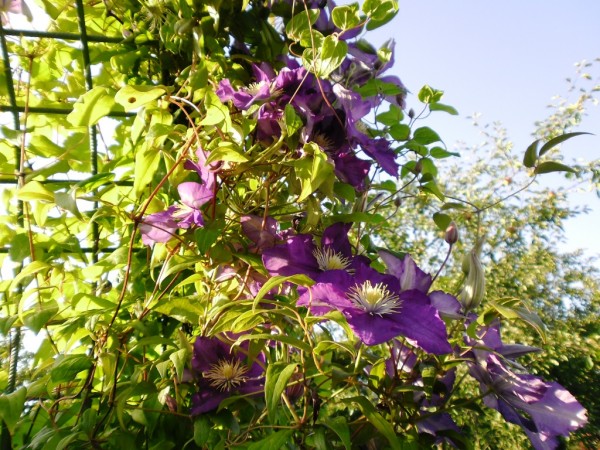 klematis