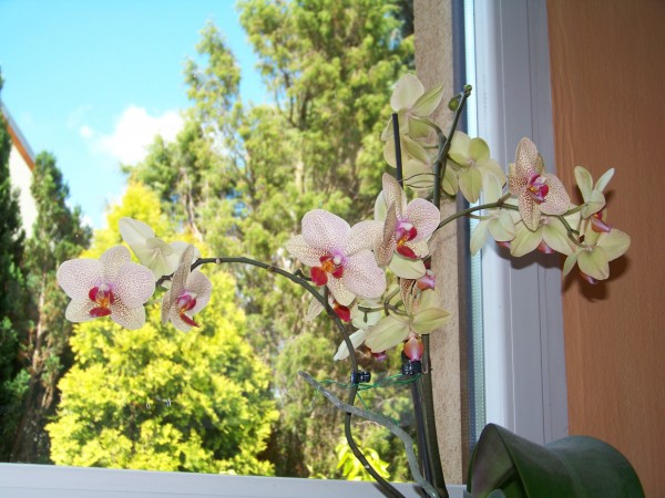 kvete mi orchidej