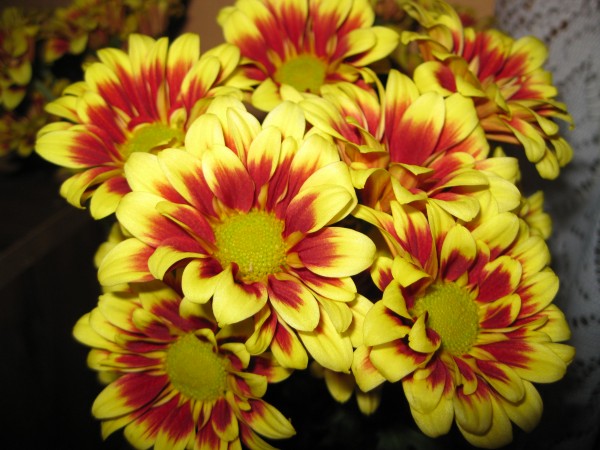 chryzantna