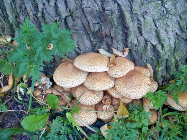 upinovka