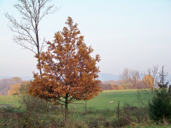 barvy podzimu 5