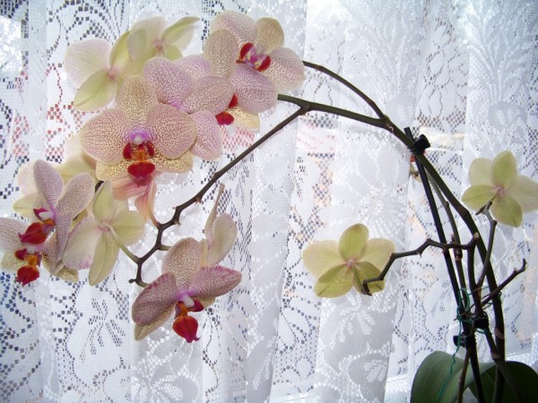 orchidej v prosinci