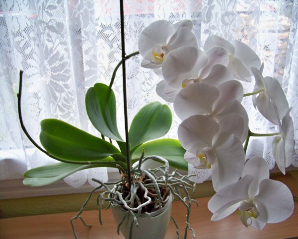 bl orchidej