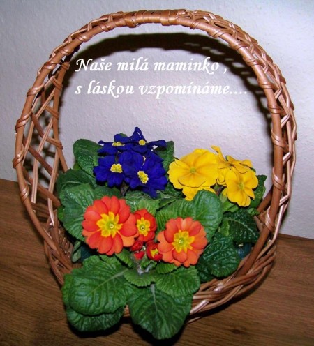koek primulek