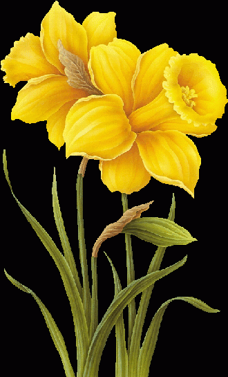narcisy