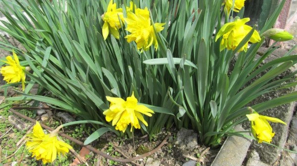 narcisy
