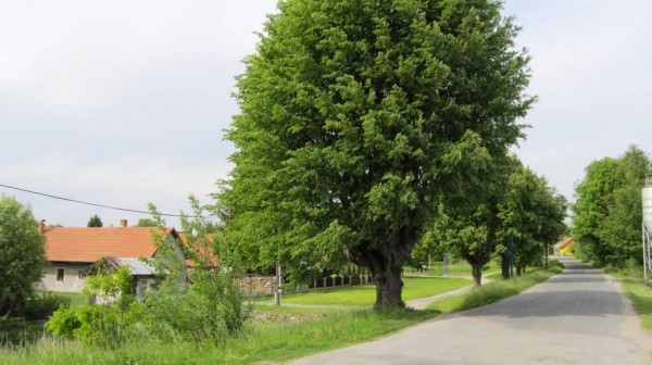 lipov stromoad