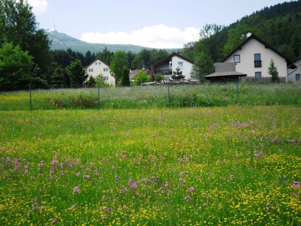 rozkvetl louka