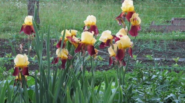 irisy