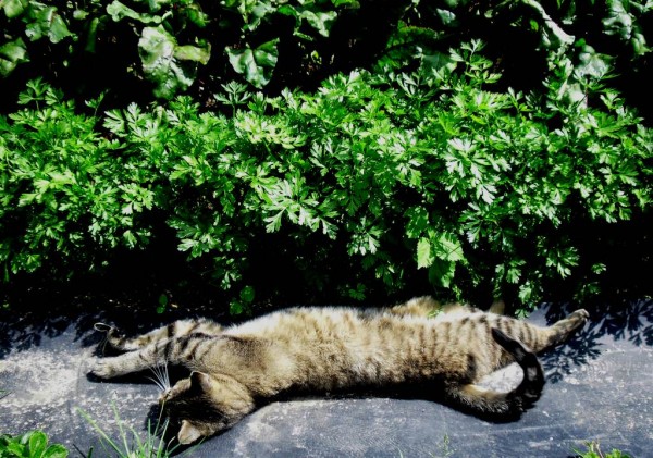 Maxova siesta