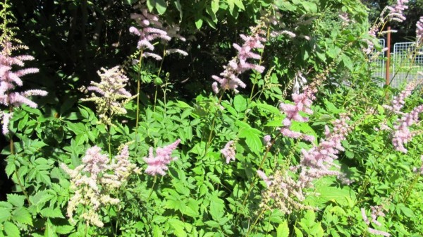 astilbe